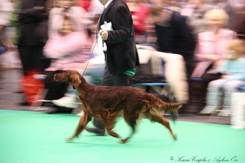 Crufts2011 291.jpg